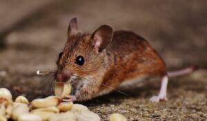 Best Eco-Friendly Pest Control Methods pest