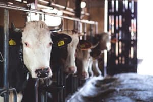 IoT is a boon for dairy industry