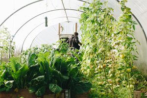 How Artificial Farming Yields The Growth Of Plants?