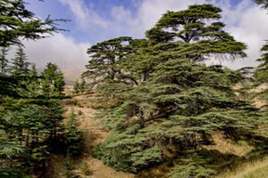 Lebanon’s Smart Forest Initiatives to Preserve And Develop Forest