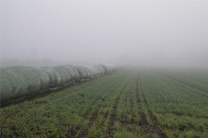 Use Of Natural Plant Species In Harvesting Water From Fog